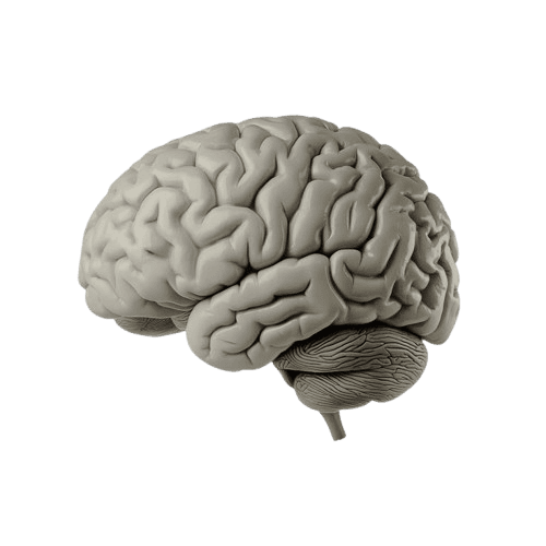 Brain